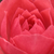 Roza - Mini - pritlikave vrtnice - Rennie's Pink
